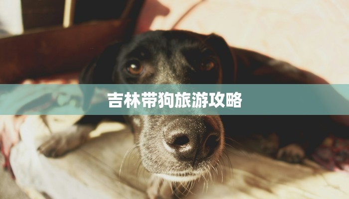 吉林带狗旅游攻略 吉林带狗旅游攻略